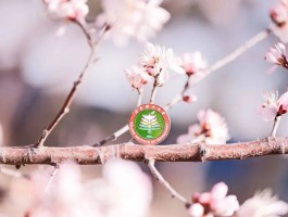 深职训学校：本科学历升硕，实现学术跃升的高效途径(学术跃升)